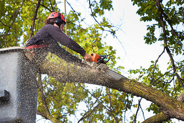 Professional Tree Services in Desert Hot Springs, CA