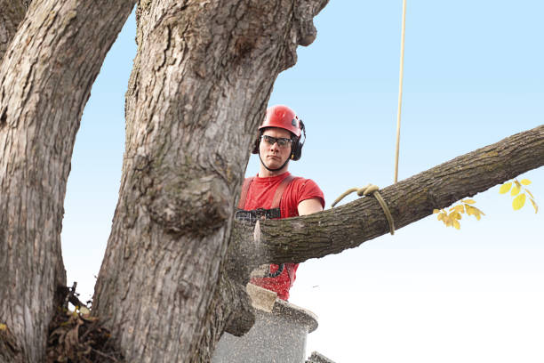 Best Arborist Consultation Services  in Desert Hot Springs, CA